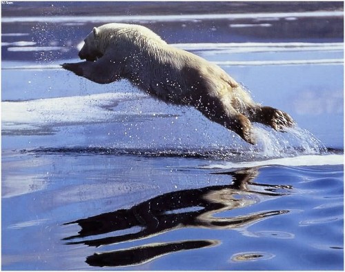 Leaping polar bear, found on the First People site (click to go there)