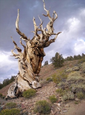 The Methuselah Tree, White Mountains CA: oldest known living tree (4800+ years old)