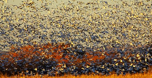 Snow geese taking off