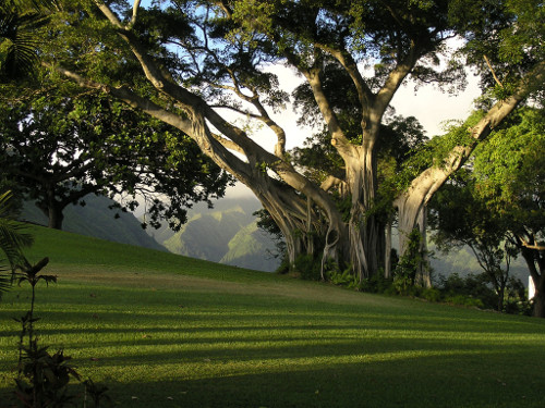 'Tree, Lawn, Mountains, and Sky,' by SwirlingStillness (Stuart Malin) @ Flickr