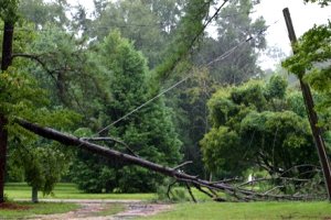 Tree down across a powerline (photo by Lukas Bracewell) Tree down across a powerline (photo by Lukas Bracewell)