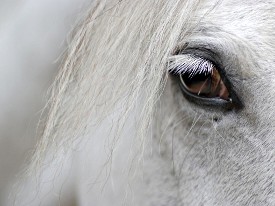 White horse, up close and personal White horse, up close and personal
